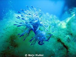 Little blue friend by Borja Muñoz 